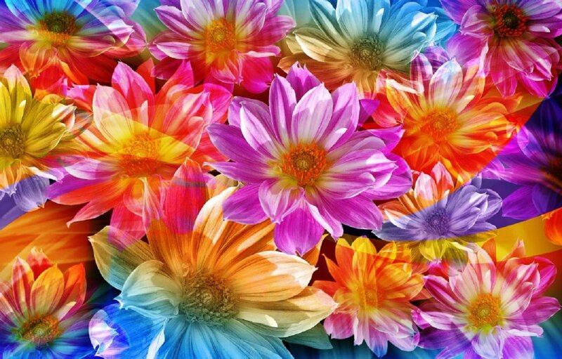 Colorful Dahlia Flowers — Purple, Vibrant, Digital Art