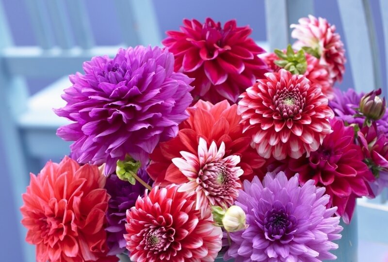 Colorful Dahlia Flowers — Purple, Vibrant, Photograph