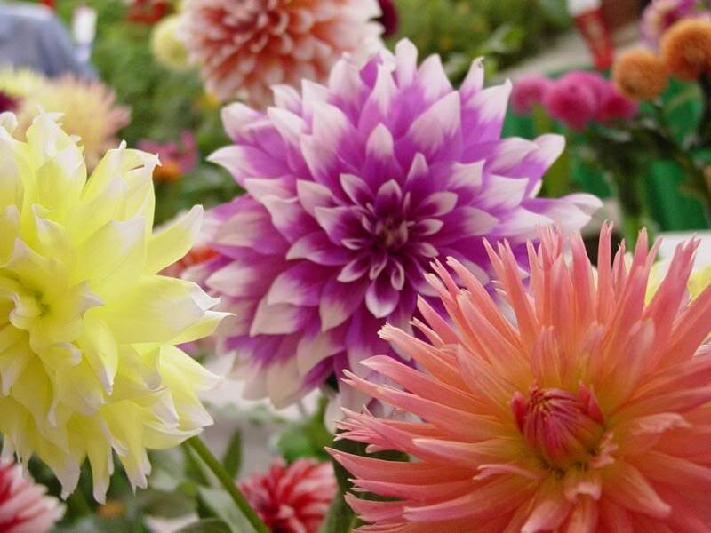 Colorful Dahlia Flowers — Purple, Vibrant