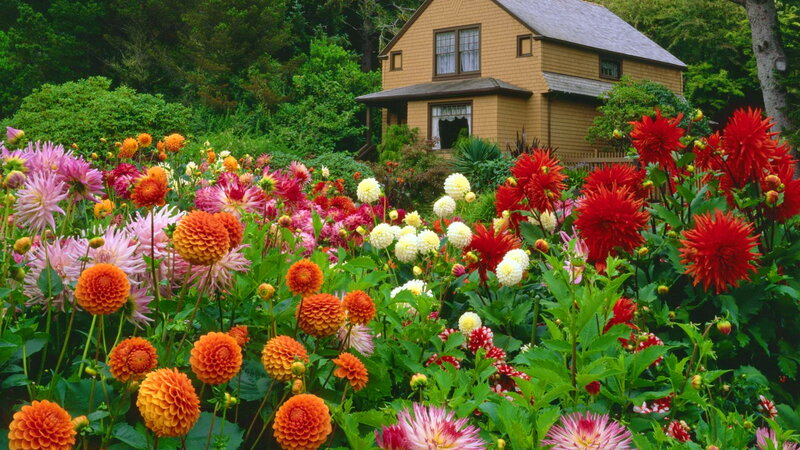 Colorful Dahlia Flowers — Red, Serene, Summer