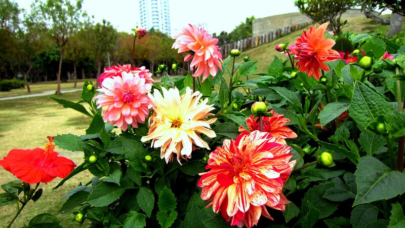 Colorful Dahlia Flowers — Red, Serene