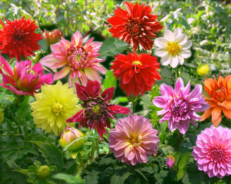 Colorful Dahlia Flowers — Red
