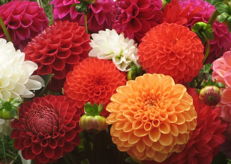 Colorful Dahlia Flowers — Red, Vibrant, Photograph, Buds, Leaves, Green Stems