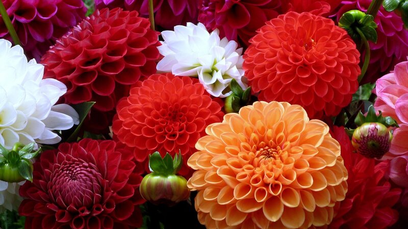 Colorful Dahlia Flowers — Red, Vibrant, Photograph, Buds