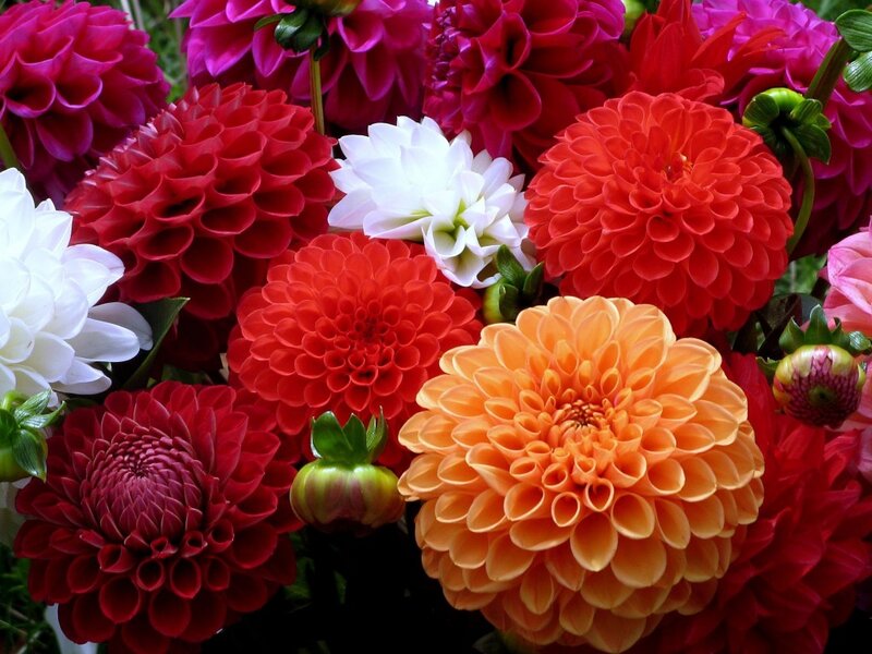 Colorful Dahlia Flowers — Red, Vibrant, Photograph