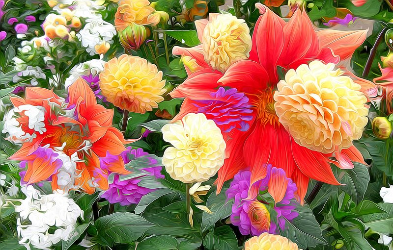 Colorful Dahlia Flowers — Red, Vibrant, Summer, Digital Art
