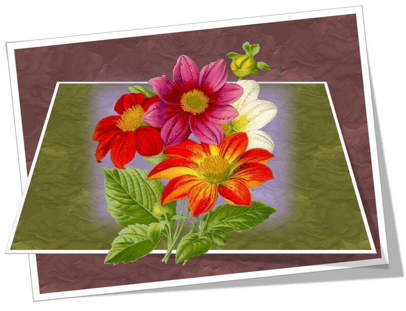 Colorful Dahlia Flowers — Red, Vibrant