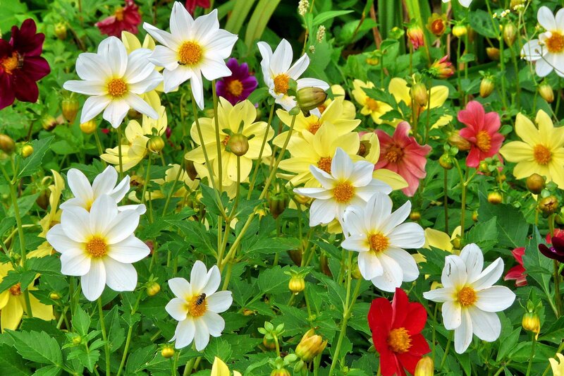 Colorful Dahlia Flowers — White