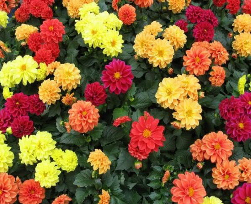 Colorful Dahlia Flowers — Yellow