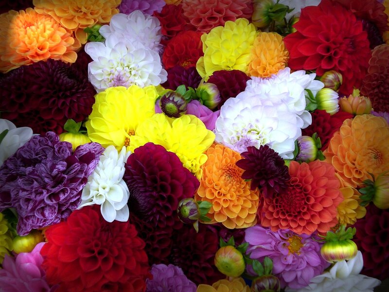 Colorful Dahlia Flowers — Yellow, Vibrant, Photograph, Buds