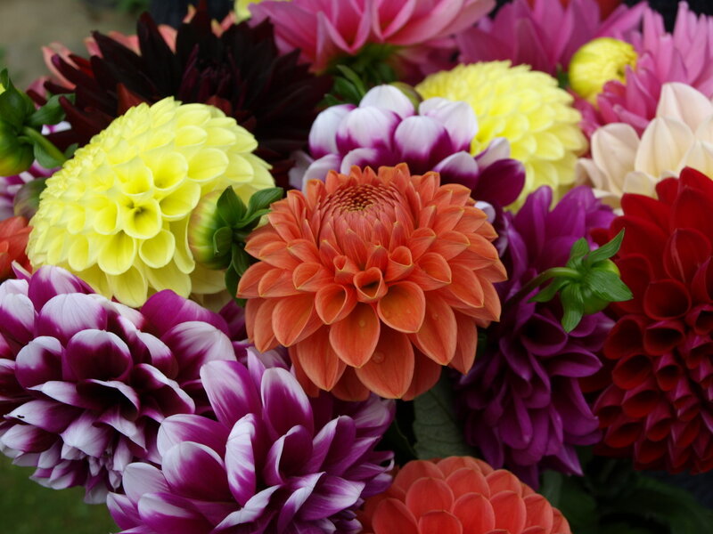 Colorful Dahlia Flowers — Yellow, Vibrant, Photograph