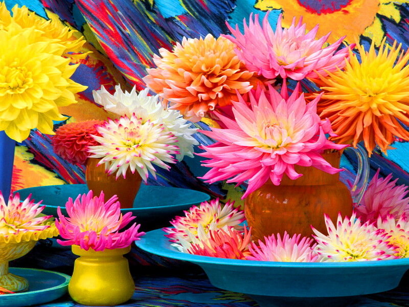 Colorful Dahlia Flowers — Yellow, Vibrant