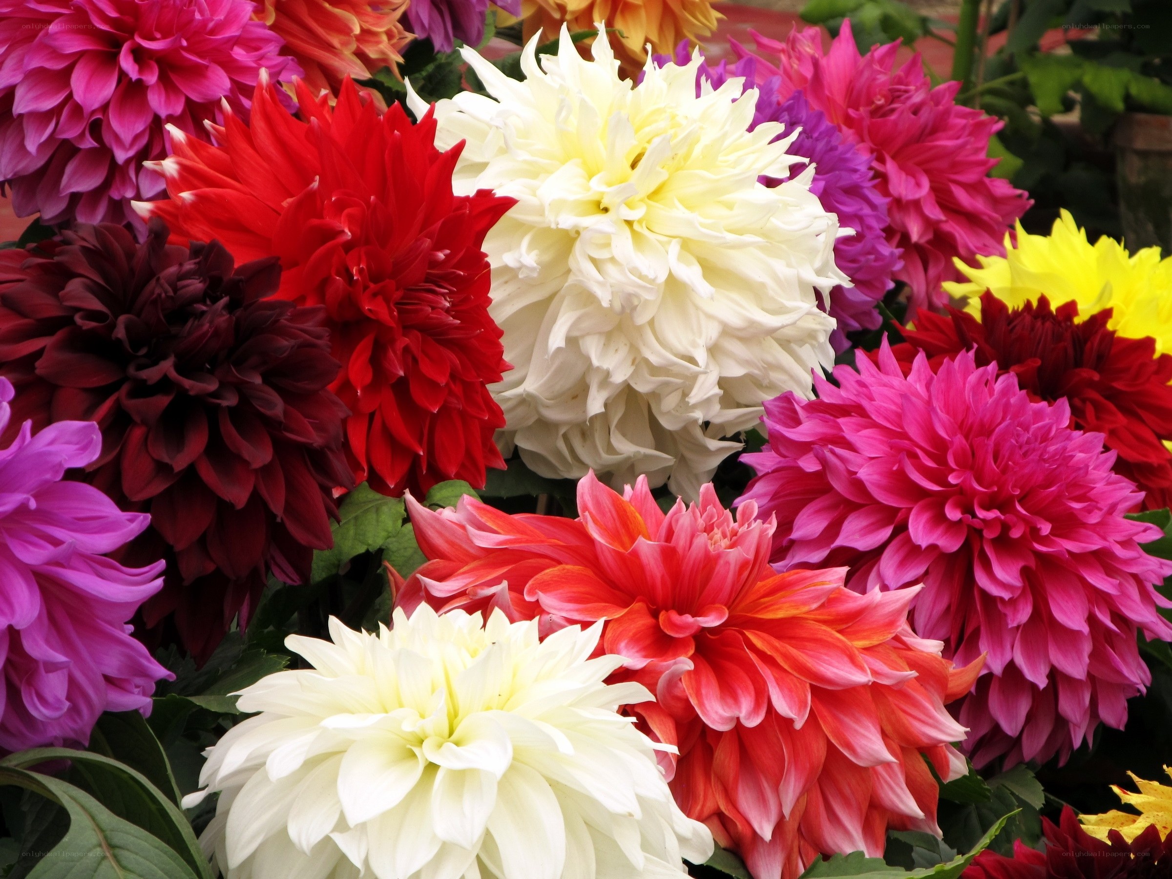 Colorful dahlia flowers