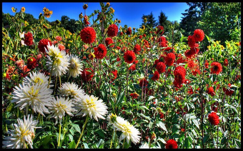 Colorful dahlia garden in bloom