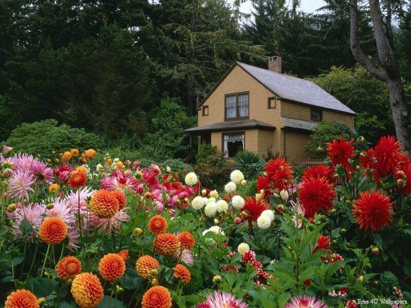 Colorful Dahlia Garden — Red, Serene
