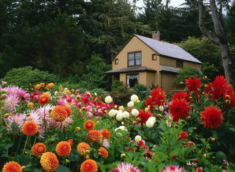 Colorful Dahlia Garden — Red