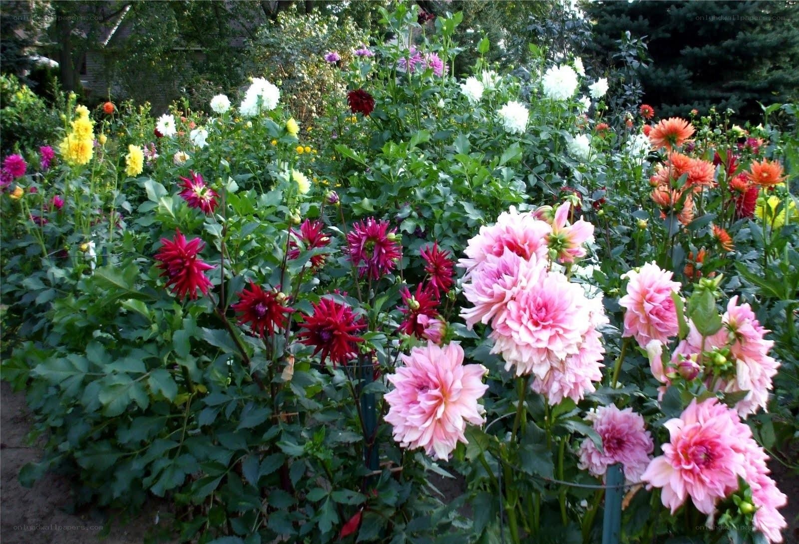 Colorful dahlia garden