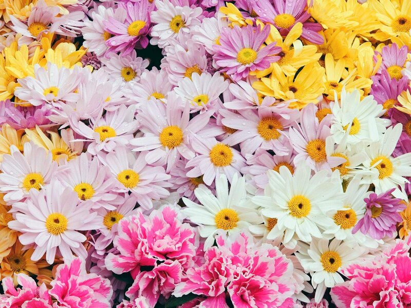 Colorful Daisies and Carnations — Pink