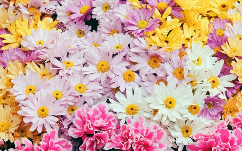 Colorful Daisies and Carnations — Pink, Vibrant