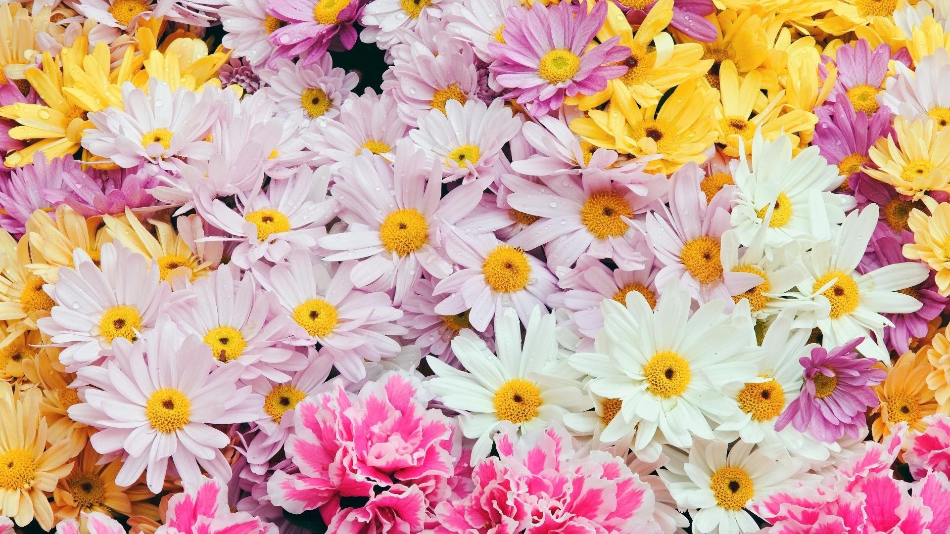 Colorful daisies and carnations