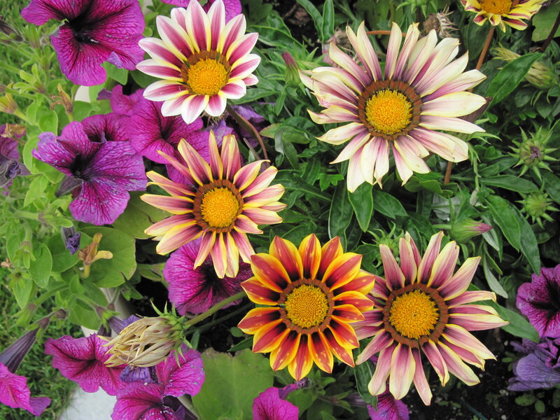 Colorful Daisies and Petunias