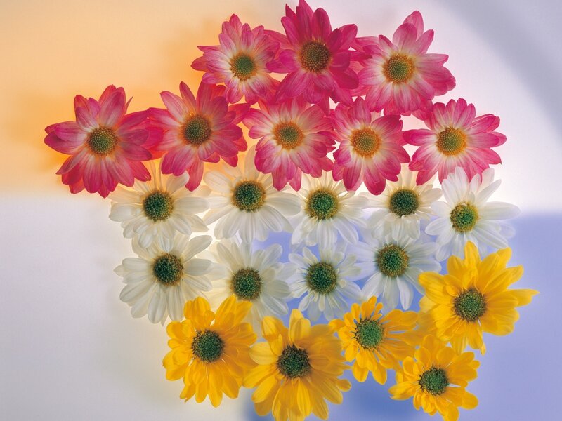 Colorful Daisies Arranged — Pink