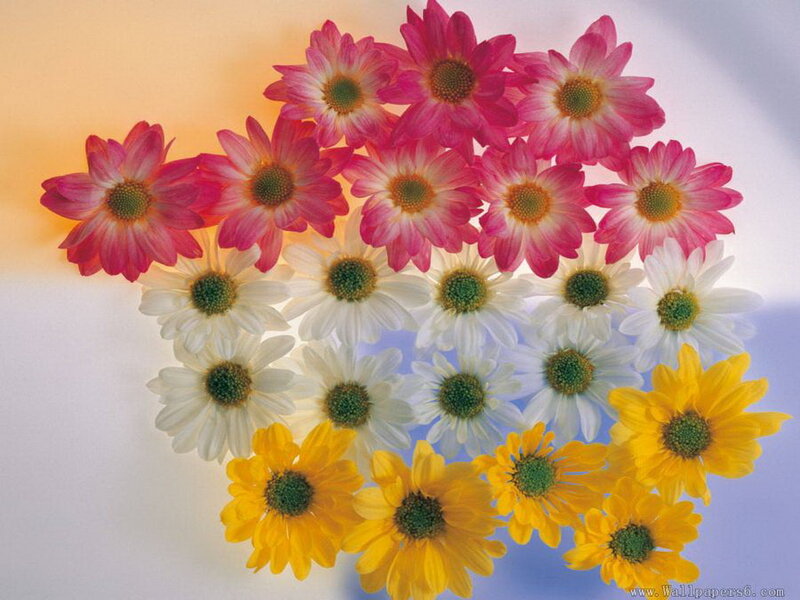 Colorful Daisies Arranged
