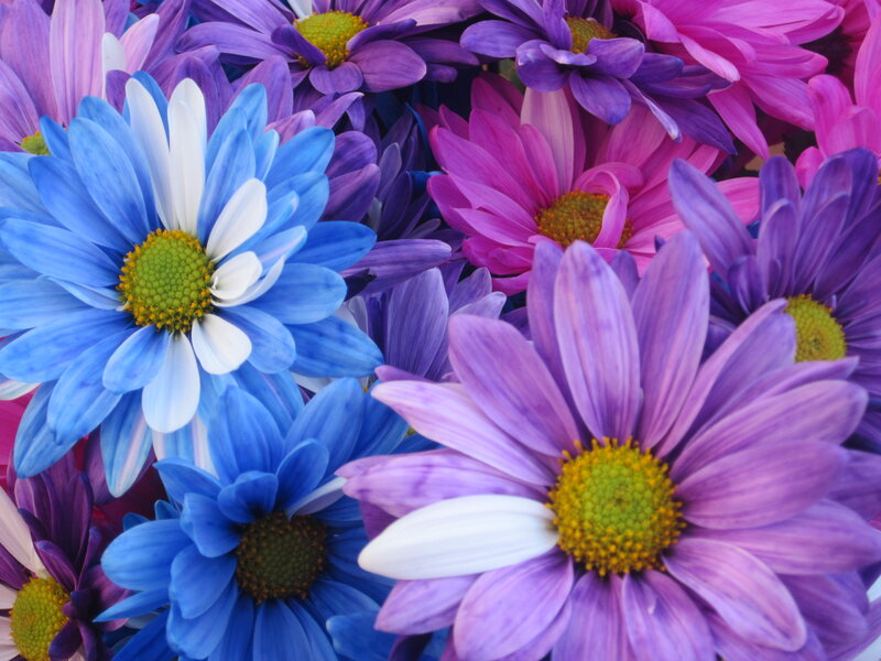 Colorful Daisies — Blue