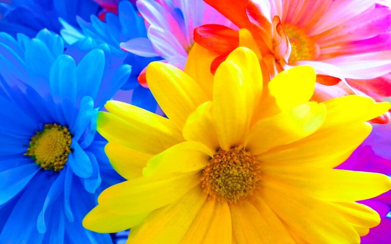 Colorful Daisies — Blue, Vibrant