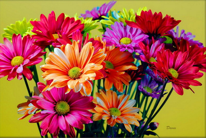 Colorful Daisies Bouquet