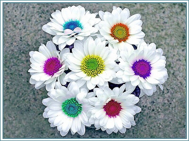 Colorful Daisies in a Bouquet
