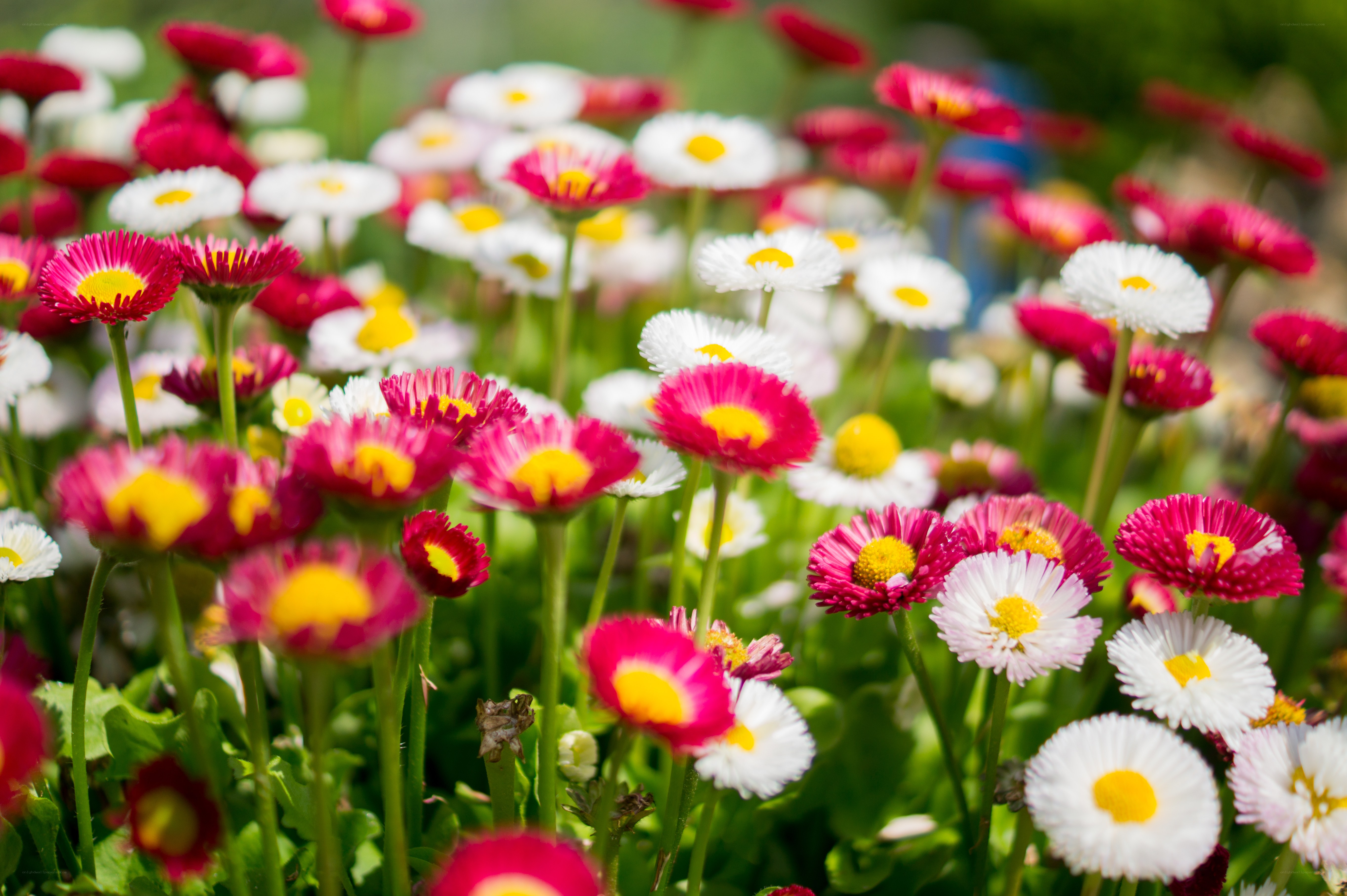 Colorful daisies in a garden
