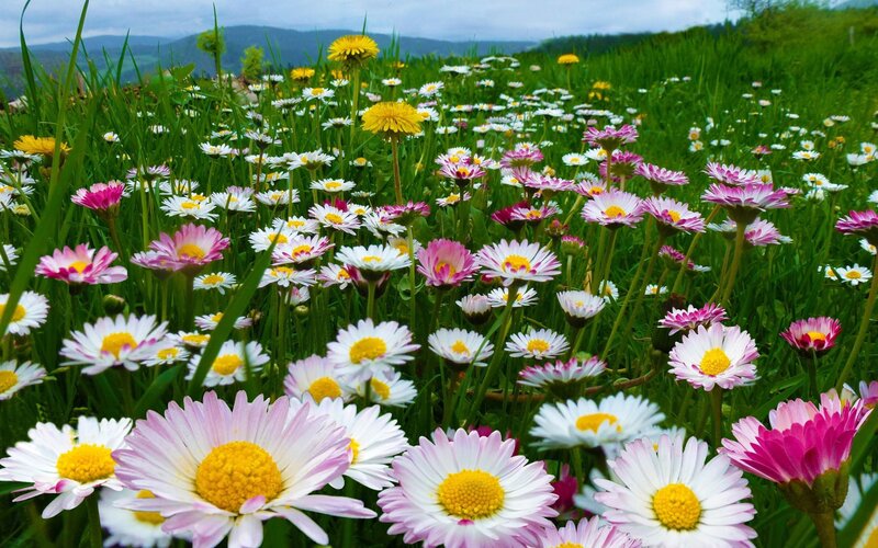 Colorful daisies in a green field
