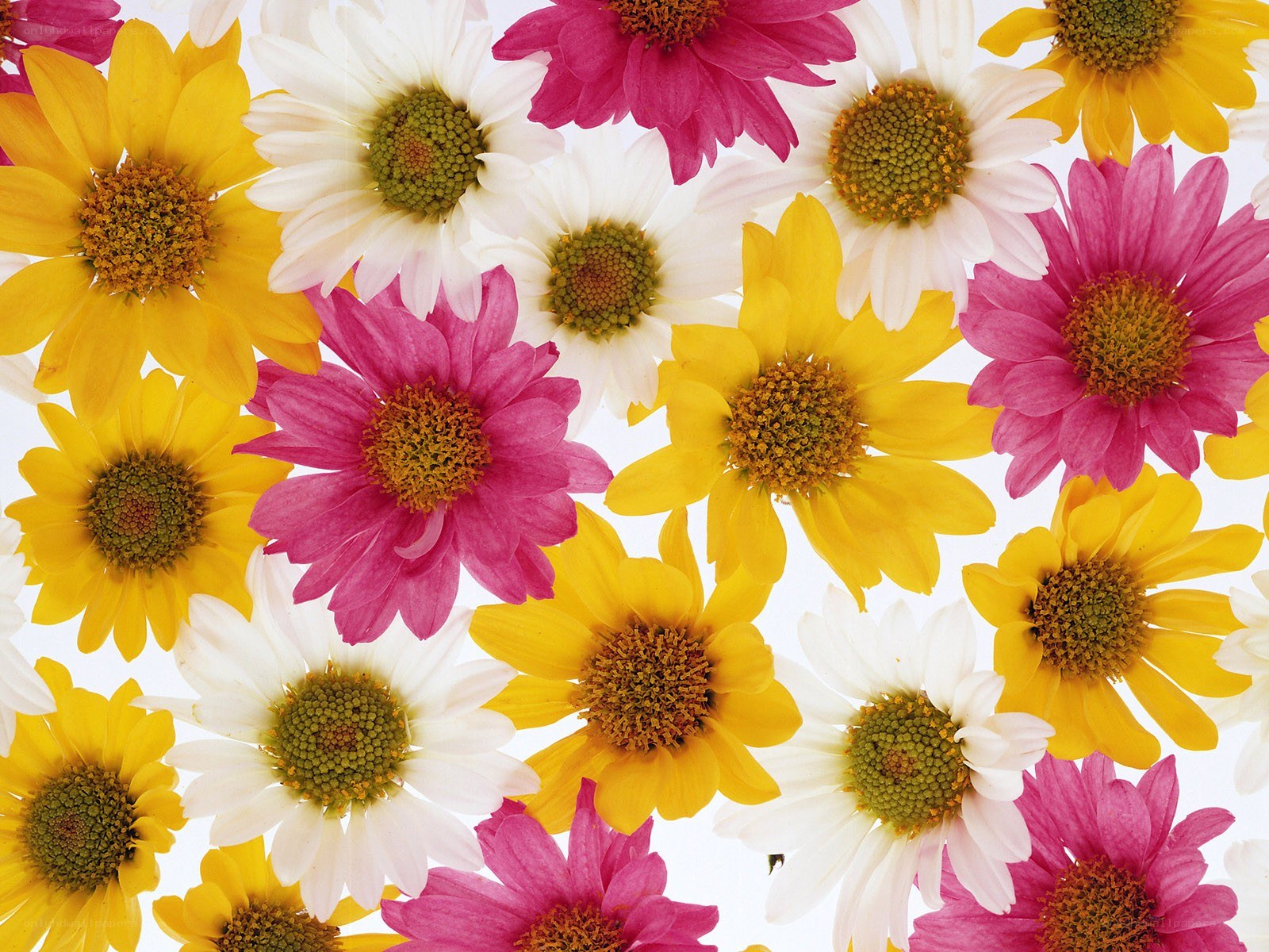 Colorful daisies in a pattern