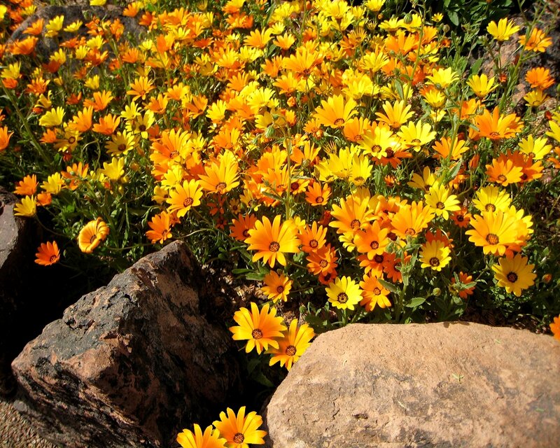 Colorful daisies in a rock garden