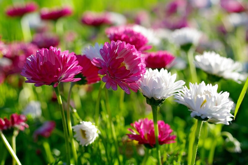 Colorful daisies in a sunny field