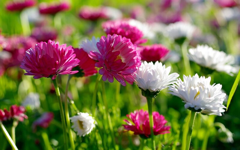 Colorful daisies in a sunny field