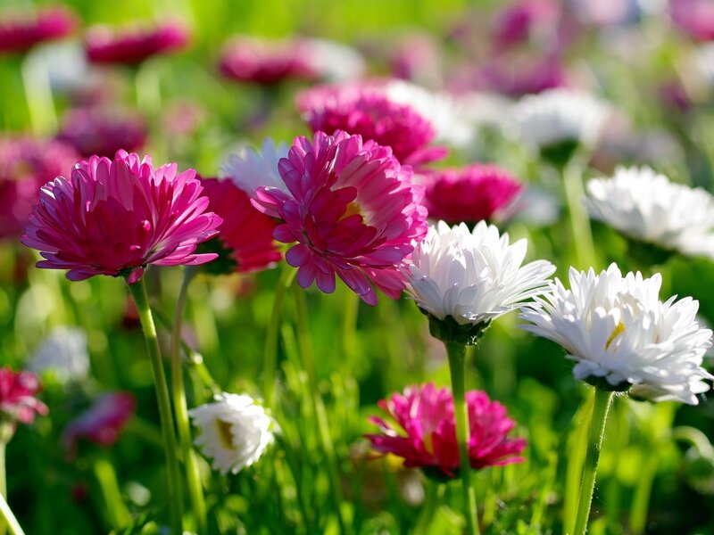 Colorful daisies in a sunny field
