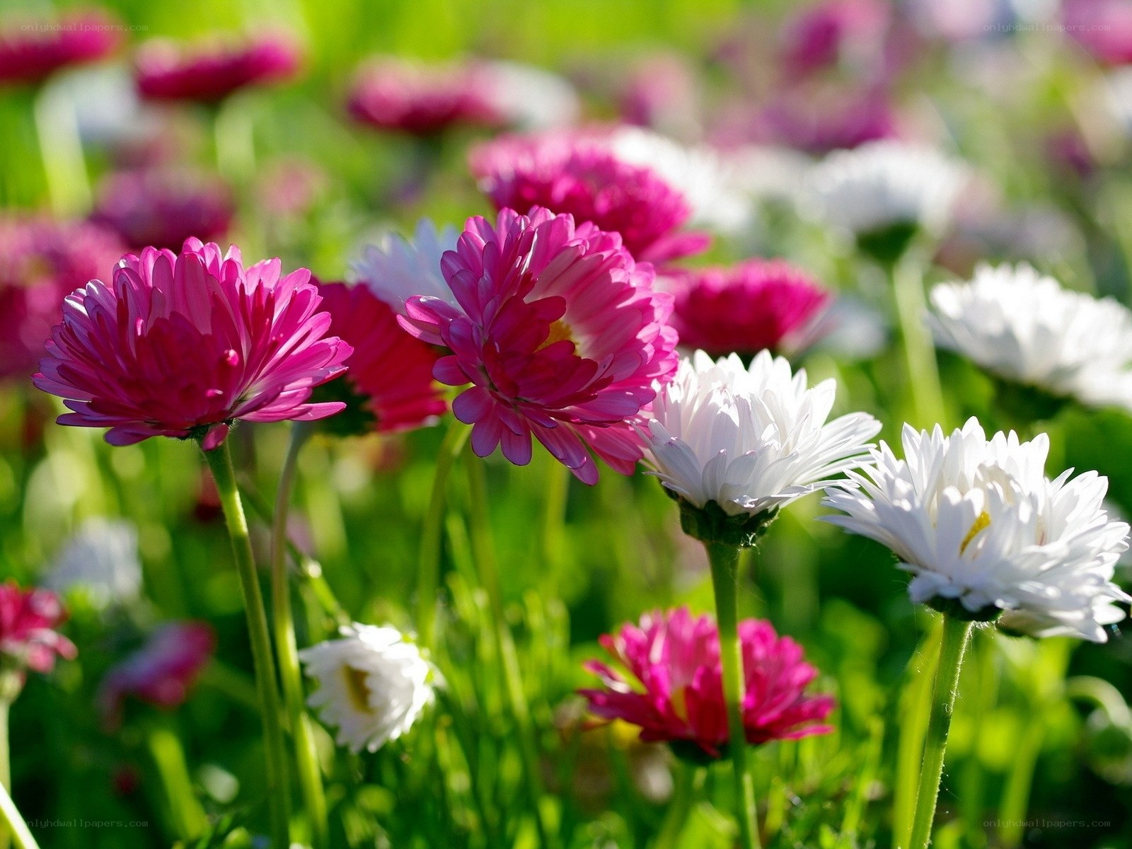 Colorful daisies in a sunny field