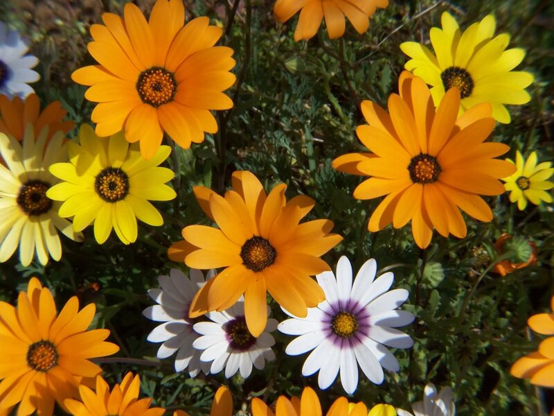 Colorful Daisies in Bloom — Orange