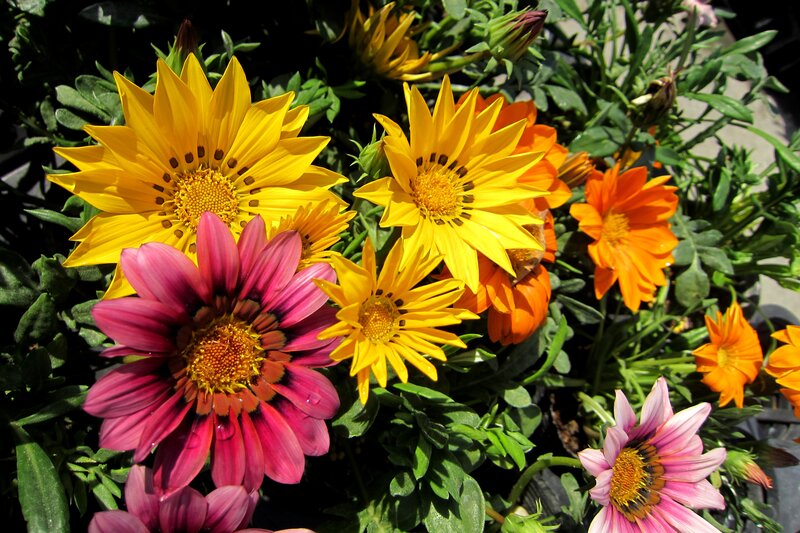 Colorful Daisies in Bloom