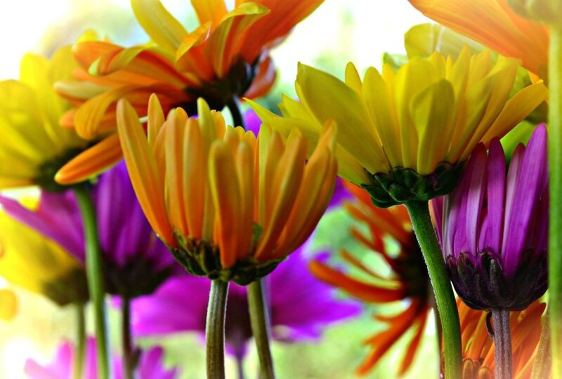 Colorful Daisies in Bloom — Yellow