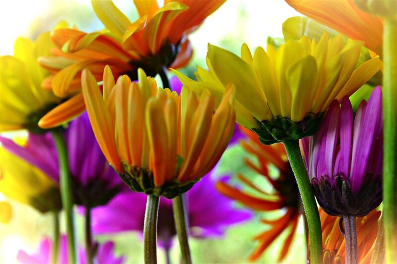 Colorful Daisies in Bloom — Yellow, Vibrant
