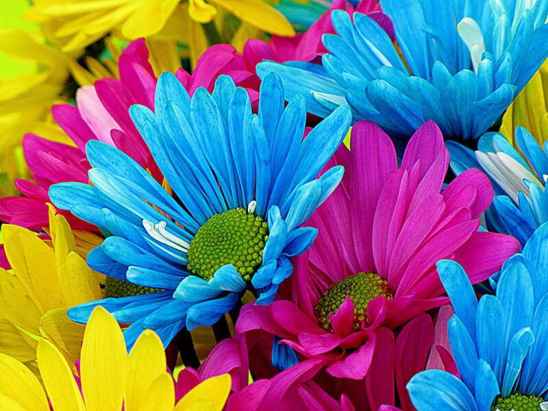 Colorful Daisies in Bouquet — Blue