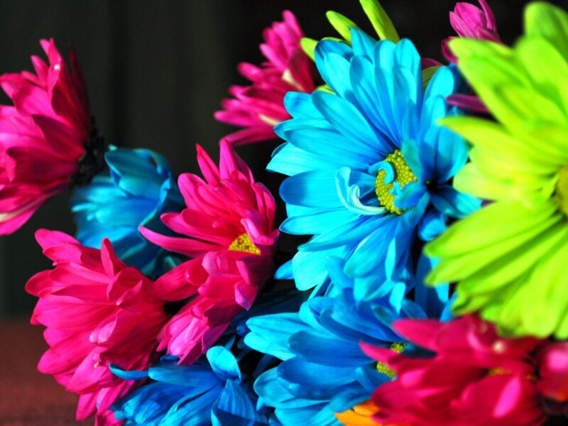 Colorful Daisies in Bouquet — Blue, Vibrant