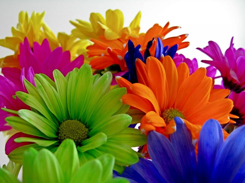 Colorful Daisies in Bouquet — Green