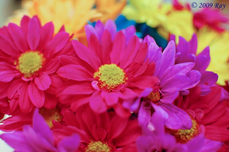 Colorful Daisies in Bouquet — Pink