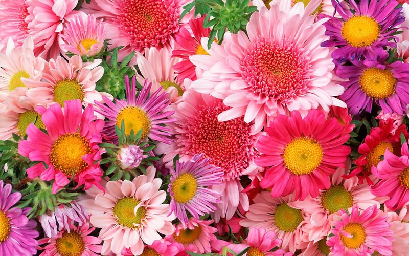 Colorful Daisies in Bouquet — Pink, Vibrant, Photograph, Flowers, Green Leaves, Petals