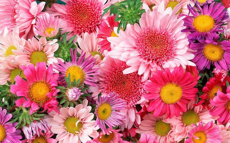Colorful Daisies in Bouquet — Pink, Vibrant, Photograph, Flowers, Petals, Leaves