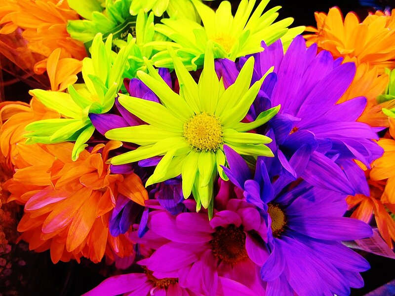 Colorful Daisies in Bouquet — Purple